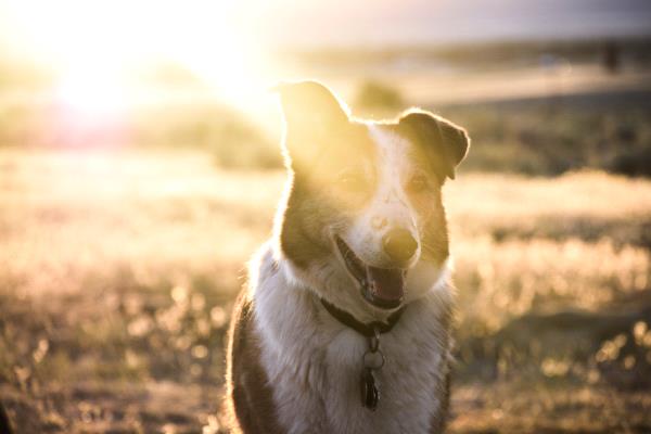 /Images/uploads/Humane Society of Utah/HSUCalendar2019/entries/6991thumb.jpg